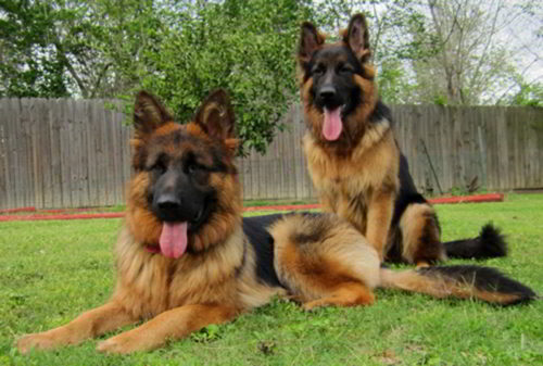 Long Haired German Shepherd Slubne Suknie Info