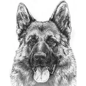 All About Mittelwest German Shepherds In Wonder Lake Illinois