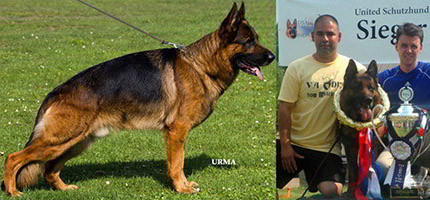 The Champion Stud Dogs & Stud Services Of Mittelwest German Shepherds