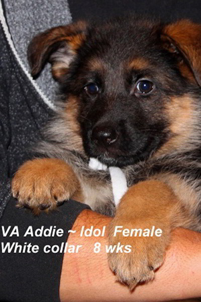 Breeing Female VA Addie vom Mittelwest - Progeny 44