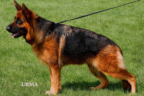 Breeding Female - V Gracie vom Mittelwest