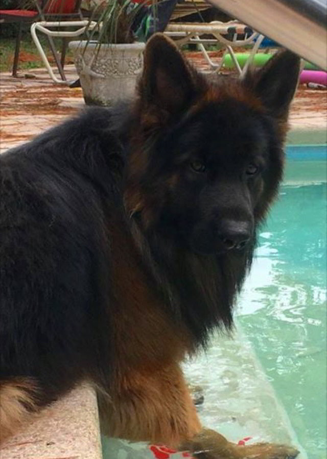 are german shepherds long haired