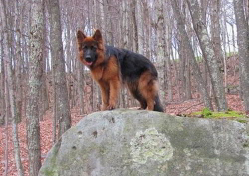 Long Coated Male - Xander By VA1 Titan At 10 Months Old - 2