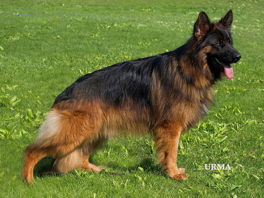 are german shepherds long haired