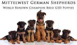 Mittelwest Champion German Shepherd Puppies For Sale