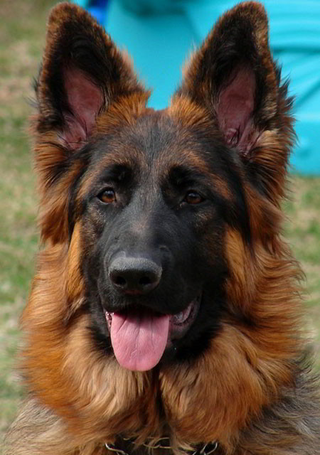 Mittelwest kennels sales