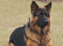 Mittelwest German Shepherd Dogs At Work Military Dogs