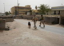 Mittelwest German Shepherd Dogs At Work Multi Purpose K-9 Dogs