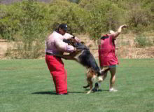 Mittelwest German Shepherd Dogs At Work Ring Sport Dogs