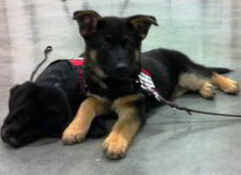 Mittelwest German Shepherd Dogs At Work Seeing Eye Dogs