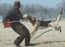 Mittelwest German Shepherd Dogs At Work Shutzhund Training Dogs