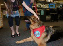 Mittelwest German Shepherd Dogs At Work Therapy Dogs