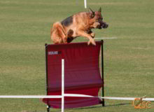 Mittelwest German Shepherd Dogs At Work Universal Sieger Winner Dogs