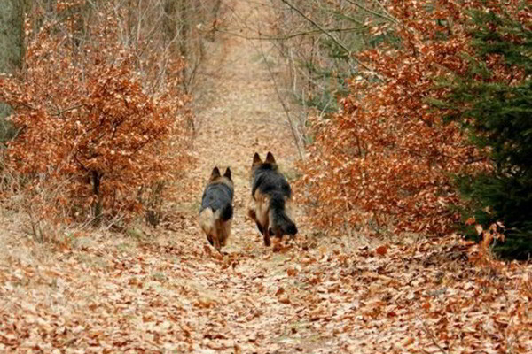 The Kennels Of Mittelwest German Shepherds In Wonder Lake Illinois 28