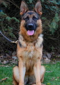 Mittelwest Non-Titled Female German Shepherds For Sale