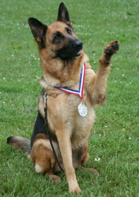 Mittelwests Champion Breeding Female German Shepherds