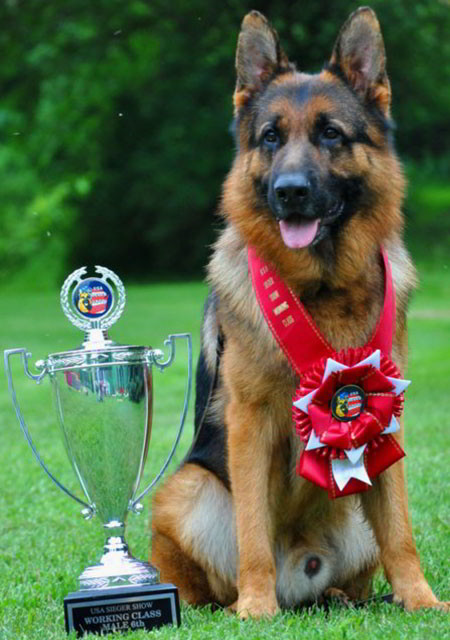 Mittelwests Champion Stud German Shepherds
