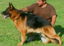 Retired Stud - 2X VA Gusto vom Mittelwest