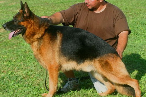 Retired Stud - 2X VA Gusto vom Mittelwest