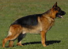 Retired Stud - VA Panzer vom Mittelwest III