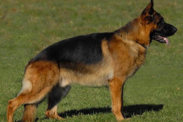 Retired Stud - VA Panzer vom Mittelwest III