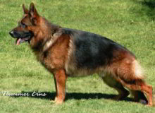 Retired Stud - VA Ingodd’s Albert