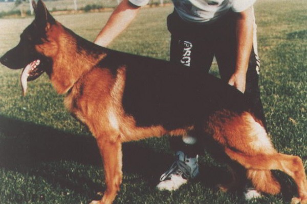 Retired Stud - VA Kimbo von Bisschofsheim