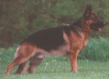 Retired Stud - VA Nero von der Zenteiche