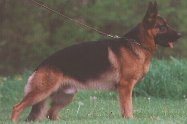 Retired Stud - VA Nero von der Zenteiche