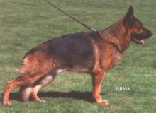 Retired Stud - VA Wildmarkens Tito