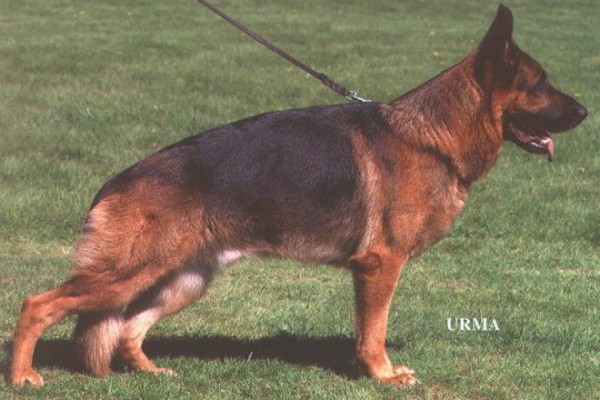 Retired Stud - VA Wildmarkens Tito