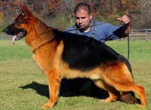Retired Stud - V Dabo vom Team Pannoniansee