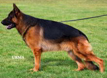 Retired Stud - V Sirius vom Mittelwest