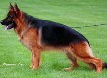 Retired Stud - VA Marco vom Mittelwest II