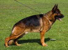 Retired Stud - VA1 SIEGER Odin vom Mittelwest