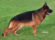 Stud - VA1 SIEGER Rocco vom Mittelwest