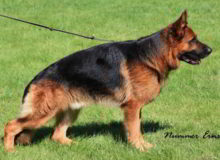 Retired Stud - VA1 SIEGER Titan vom Mittelwest