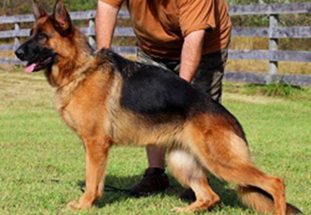 Mittelwest's Retired Breeding Females - V Apple vom Mittelwest II