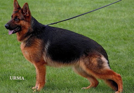 Mittelwest's Breeding Females - V Chi Chi vom Mittelwest Sch1 (IPO1)