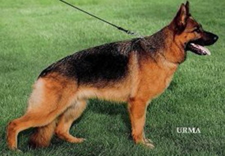 Mittelwest's Retired Breeding Females - V Envy vom Mittelwest Sch2 (IPO2), KKL