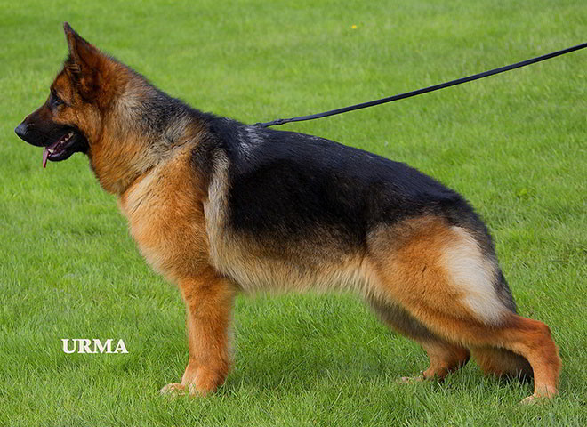 Mittelwest's Breeding Females - V Gotcha vom Mittelwest - Sch2 (IPO2), KKL