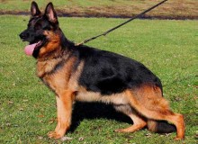 Retired Stud - V Hurricane von der Lars-Aue
