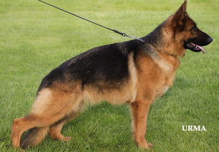 Mittelwest's Breeding Females - V Maggie vom Mittelwest Sch2 IPO2