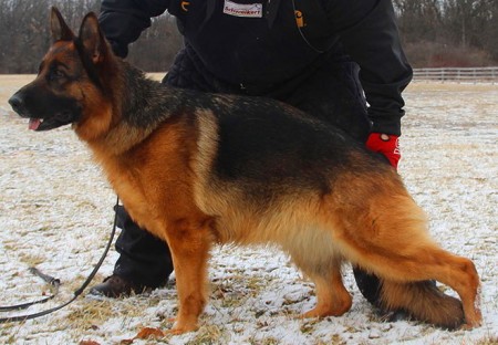 Mittelwest's Breeding Females - V Marta vom Mittelwest Sch2 (IPO2), KKL