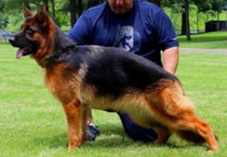 Mittelwest's Breeding Females - V Nashville vom Mittelwest - Sch1 (IPO1)