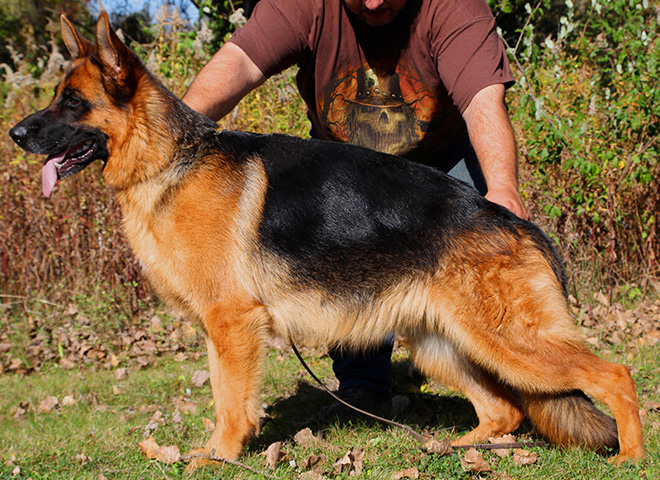 Breeding Female - V Nike vom Mittelwest II