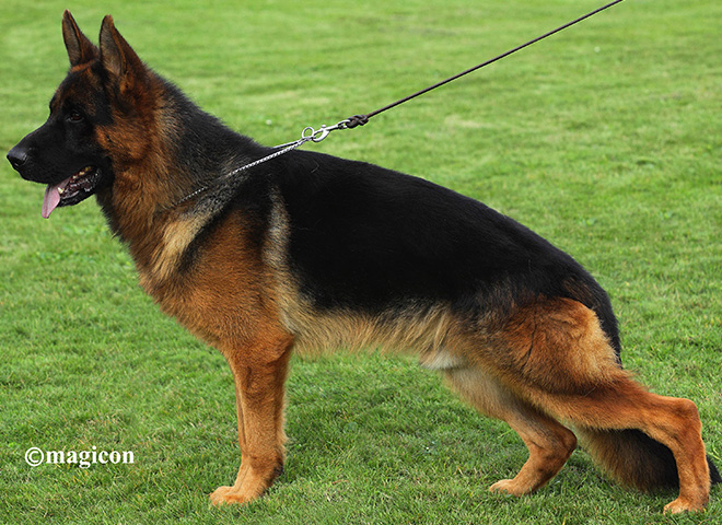 Stud - V Obi vom Mittelwest