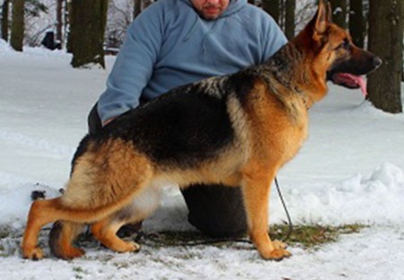 Mittelwest's Breeding Females - V Tessa vom Mittelwest Sch3 (IPO3), KKL