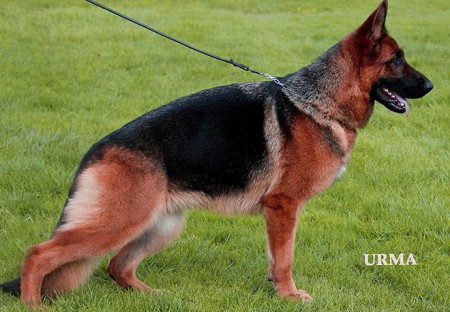 Mittelwest's Breeding Females - Titania vom Mittelwest Sch1 IPO1