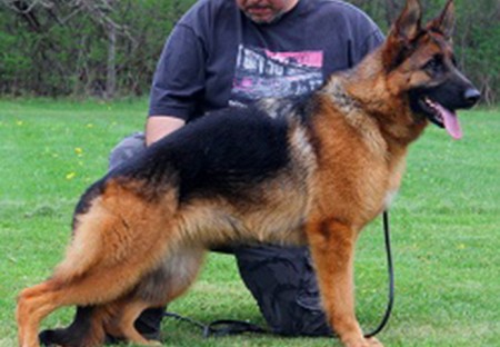 Mittelwest's Breeding Females - V Utah vom Mittelwest